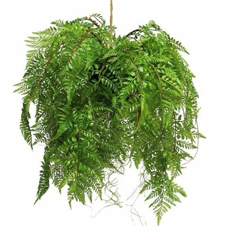 Hanging Fern Bush