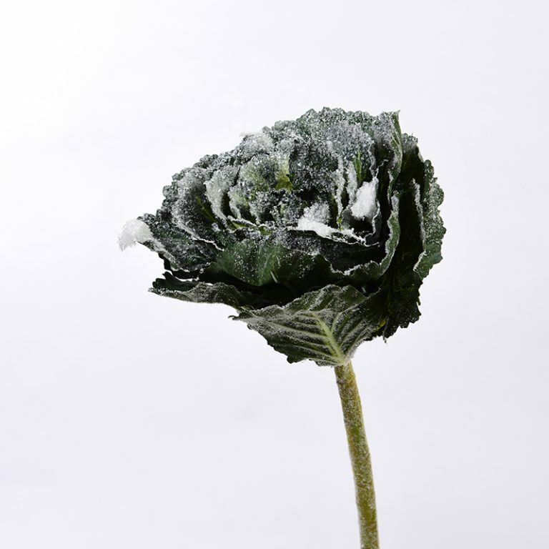 Iced Cabbage on Stem