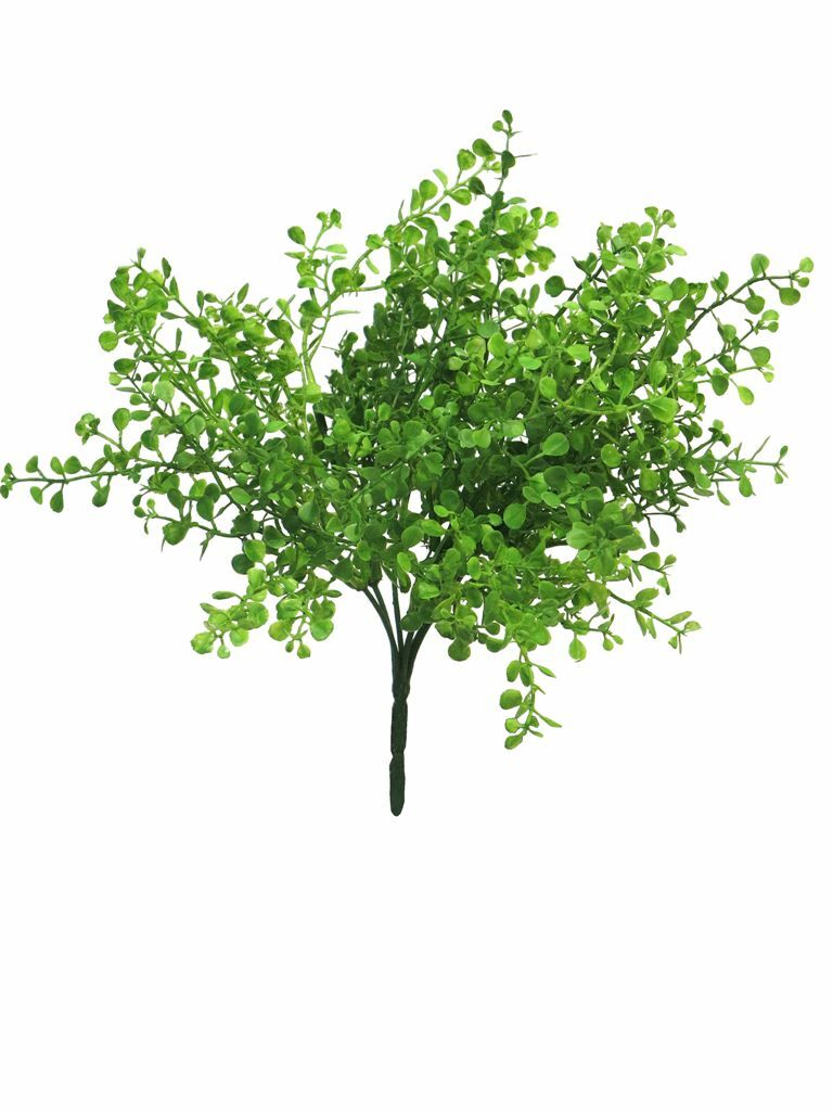 Buttonleaf Bush