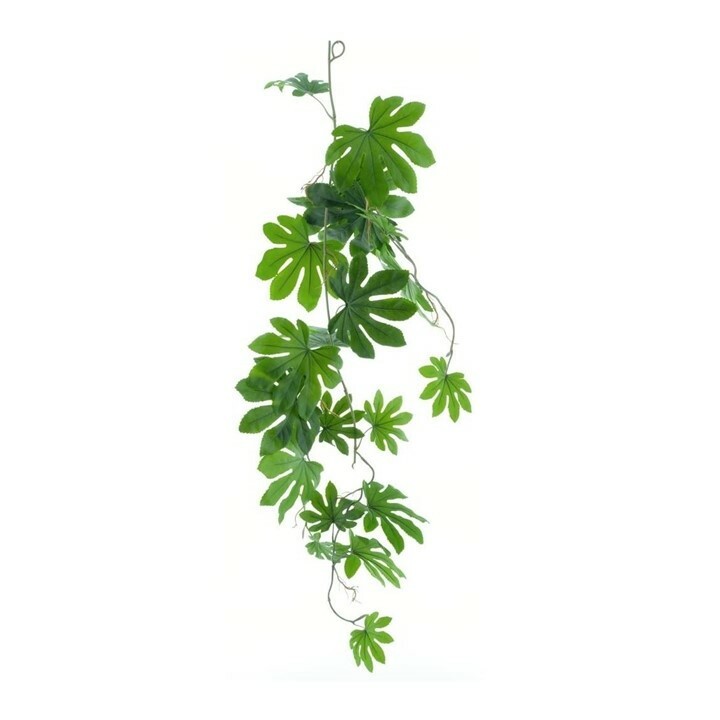 Pittosporum Garland Green