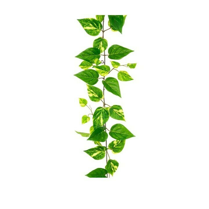 Pothos Garland UV