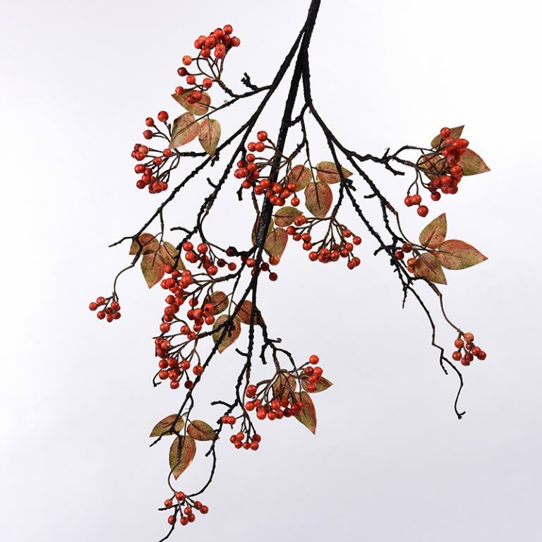 Pyracantha/ Firethorn Branch