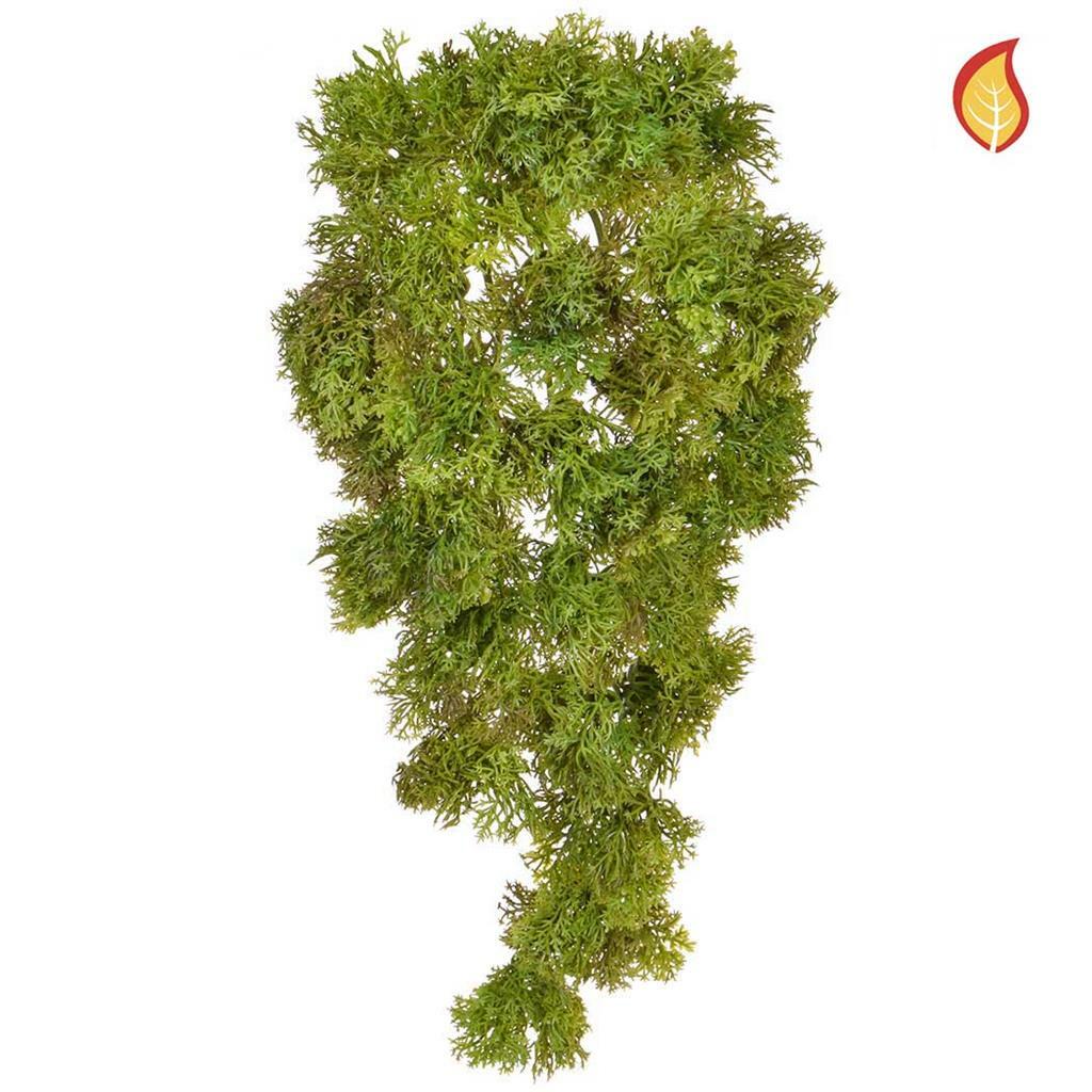 Reindeer Moss Trail