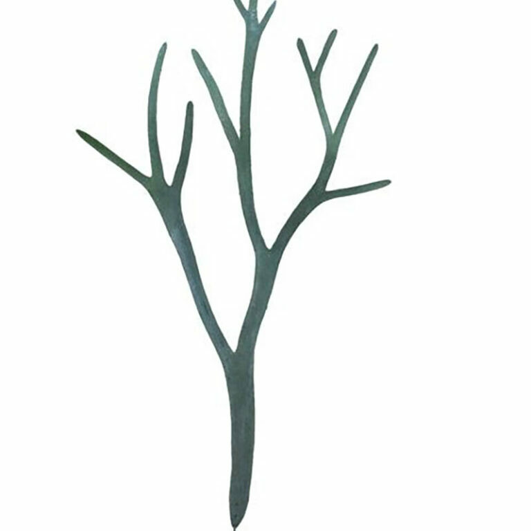 Staghorn Fern Green