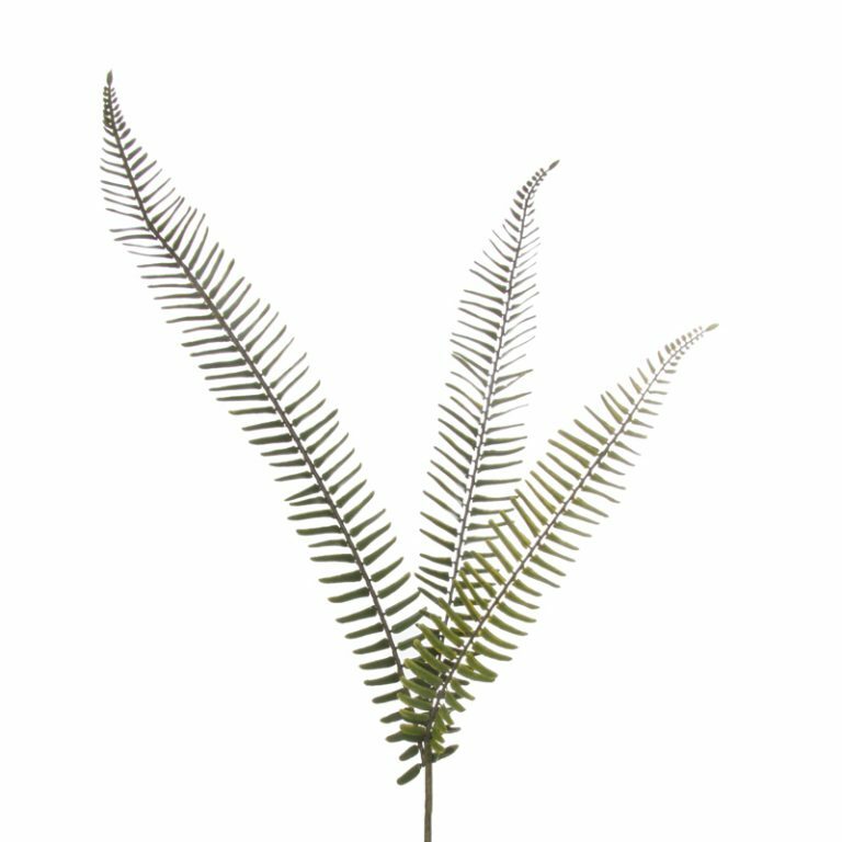 Sword Fern