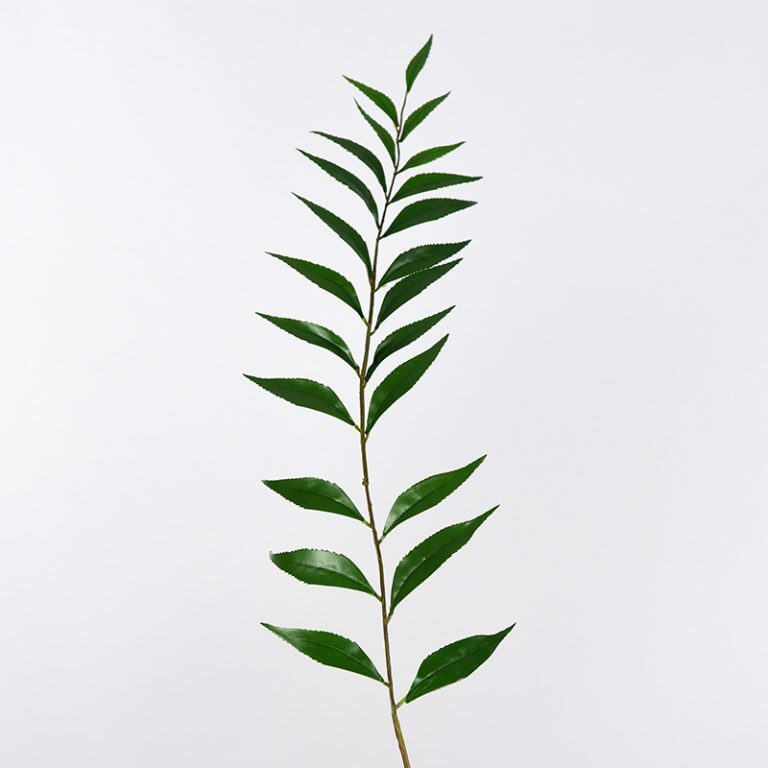 Sword Leaf Fern