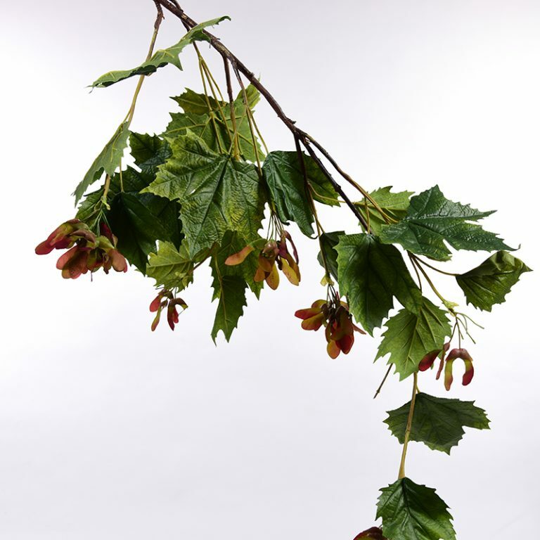 Sycamore Branch