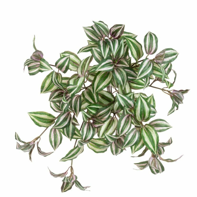 Tradescantia Trail