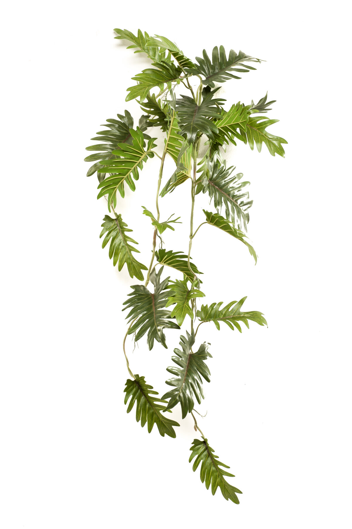 Philodendron Hanging Bush 90cm