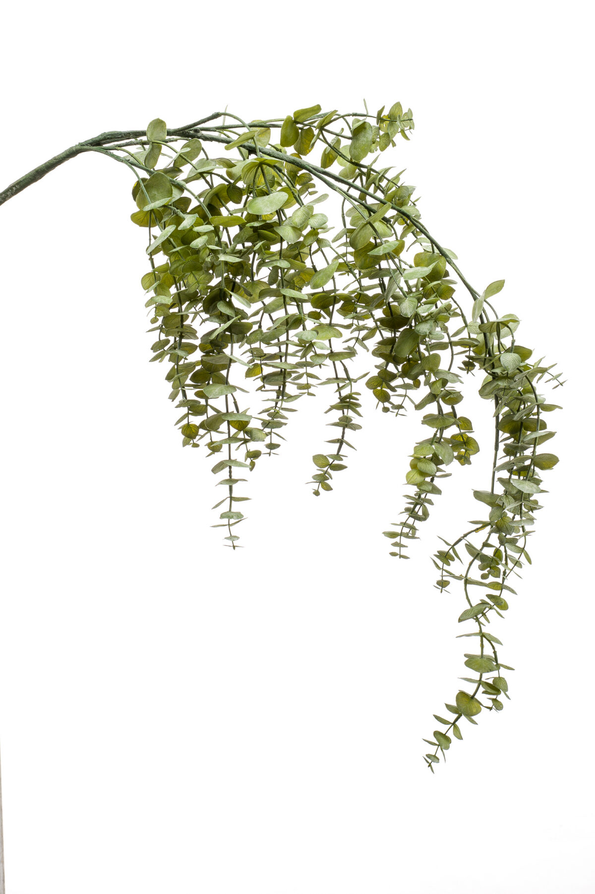 Eucalyptus Trailing Spray 120cm