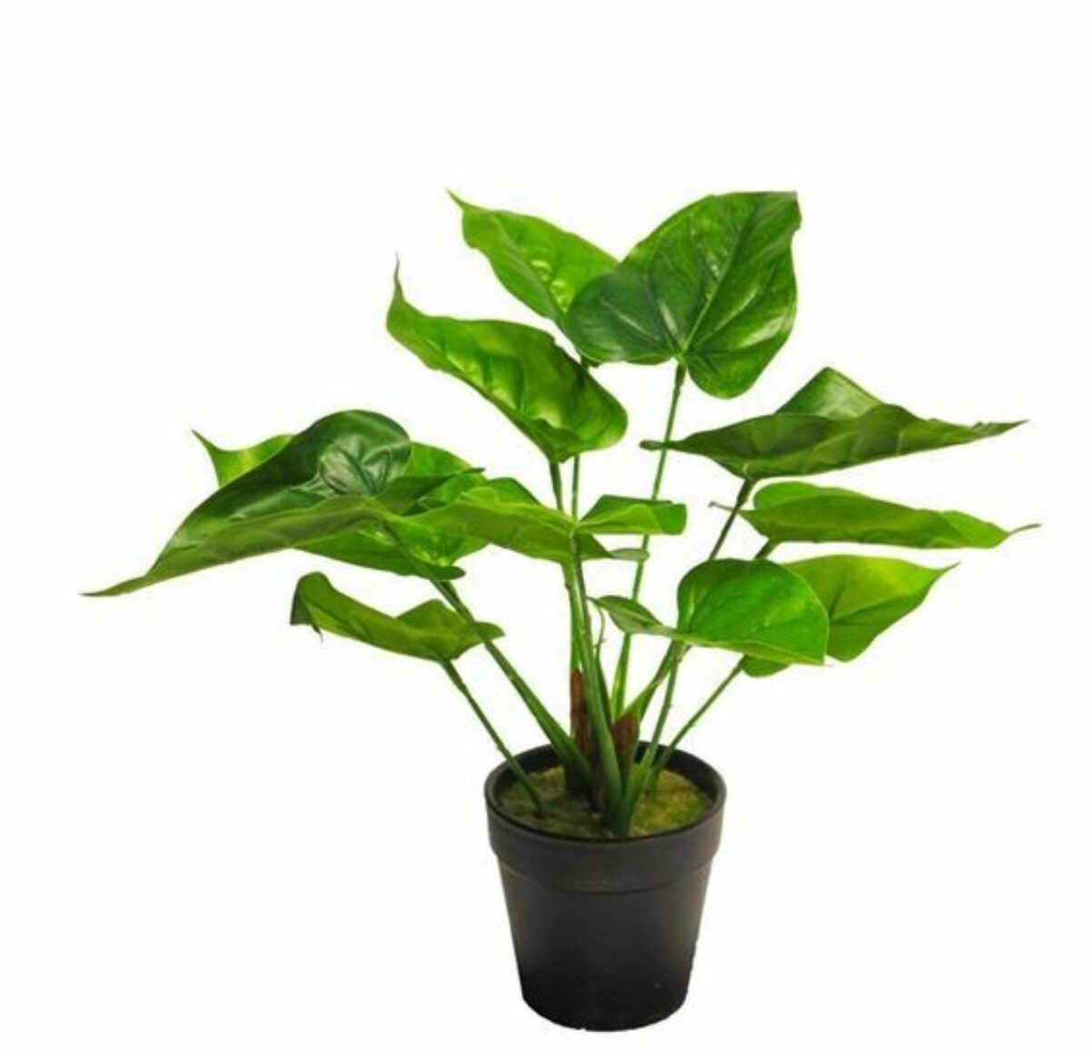 Anthurium Moonshine in pot
