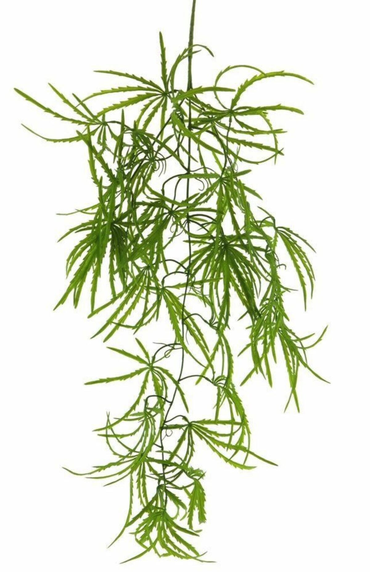 Aralia green trail 80cm