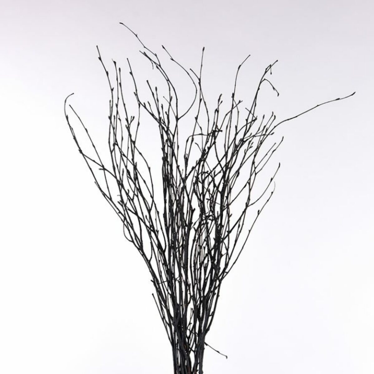 Black Birch Stems 70cm