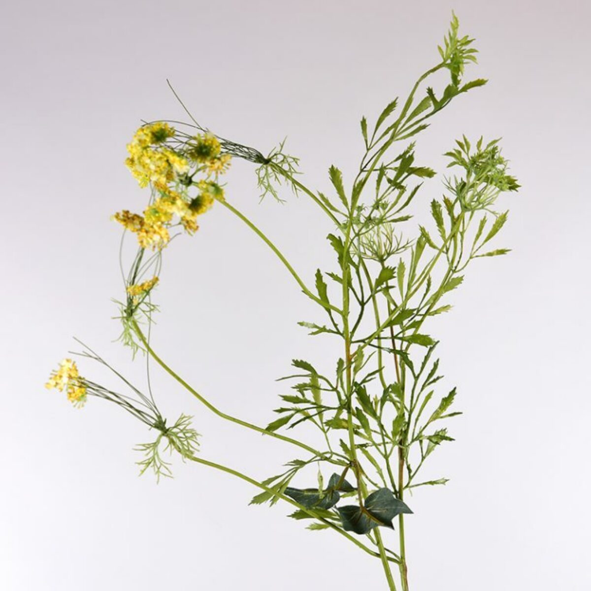 Cow Parsely Yellow Stem 90cm