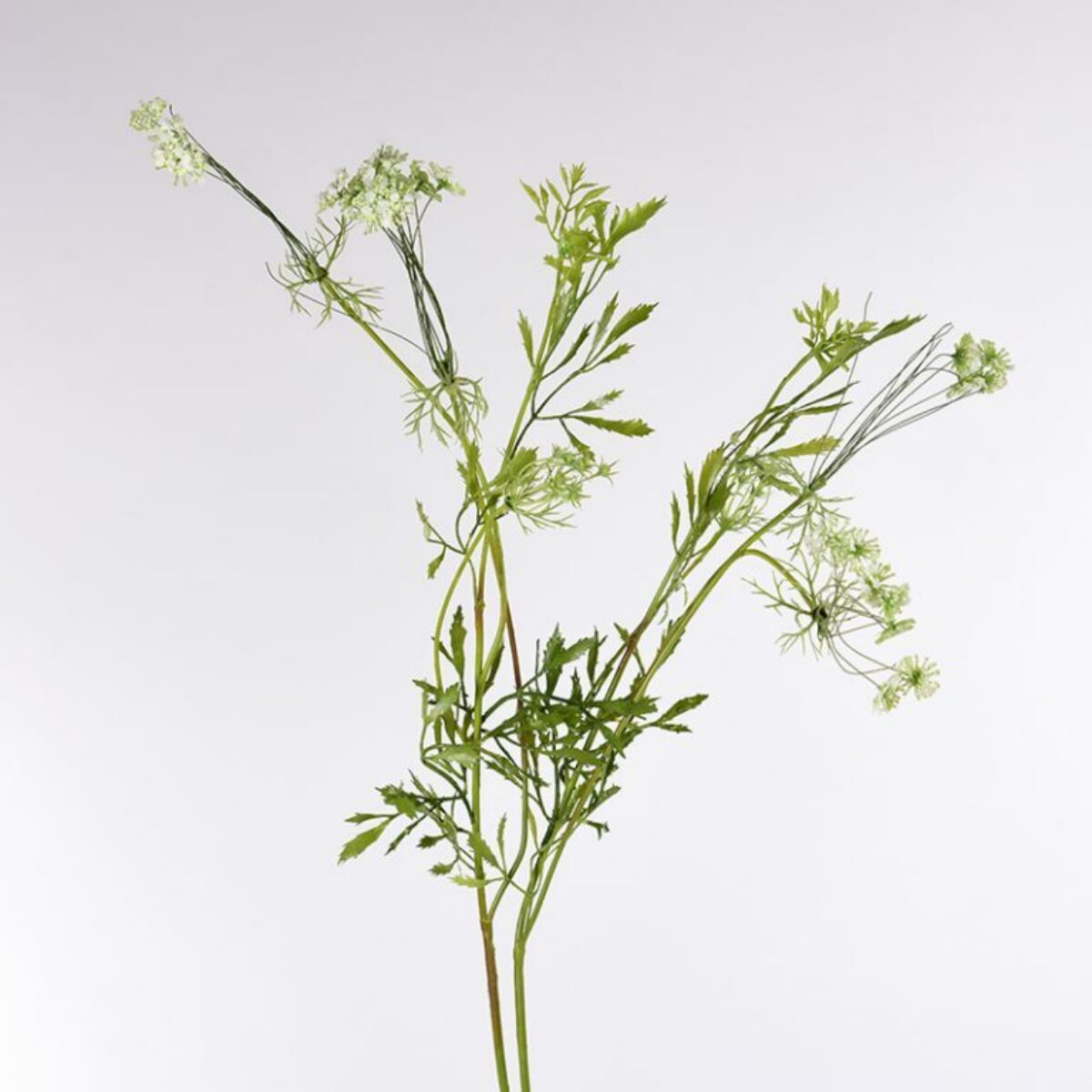 Cow Parsley Whtie Stem 90cm