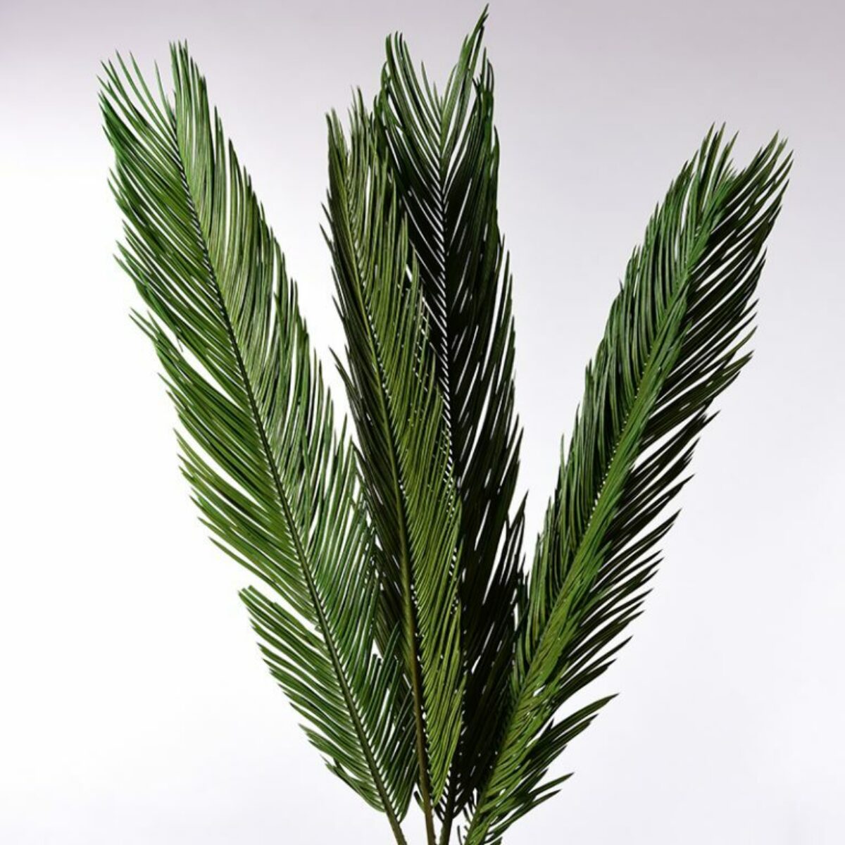 Cycas Palm Fronds 100cm