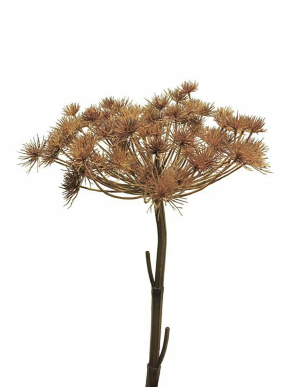 Giant Heracleum Grey Brown 98cm ref 13014 768x1024