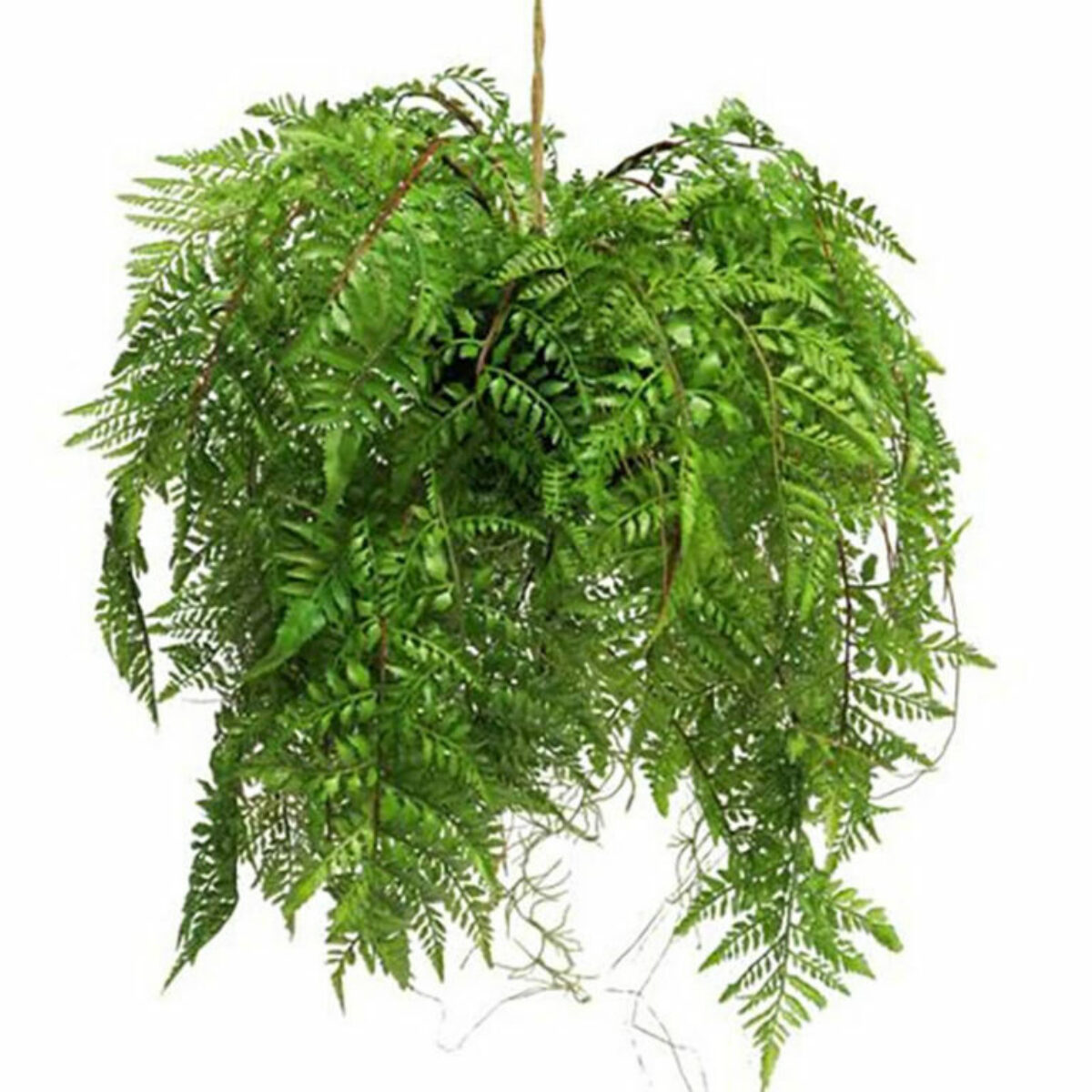 Hanging Fern Bush 60cm D ref 31770 1 768x768