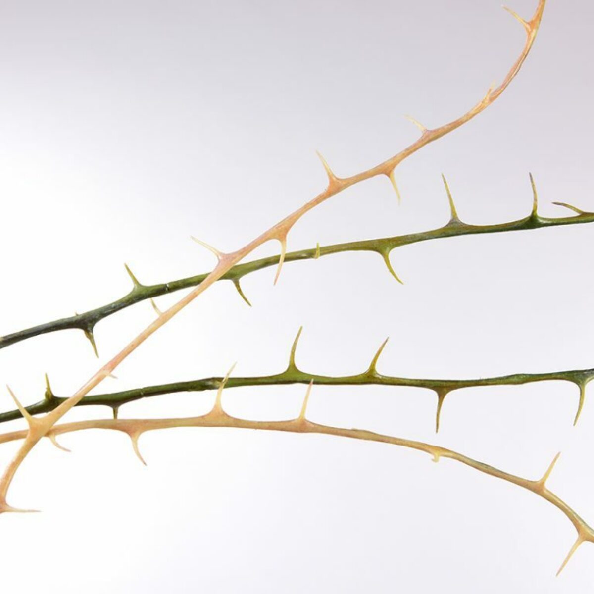 Thorn Branches 120cm