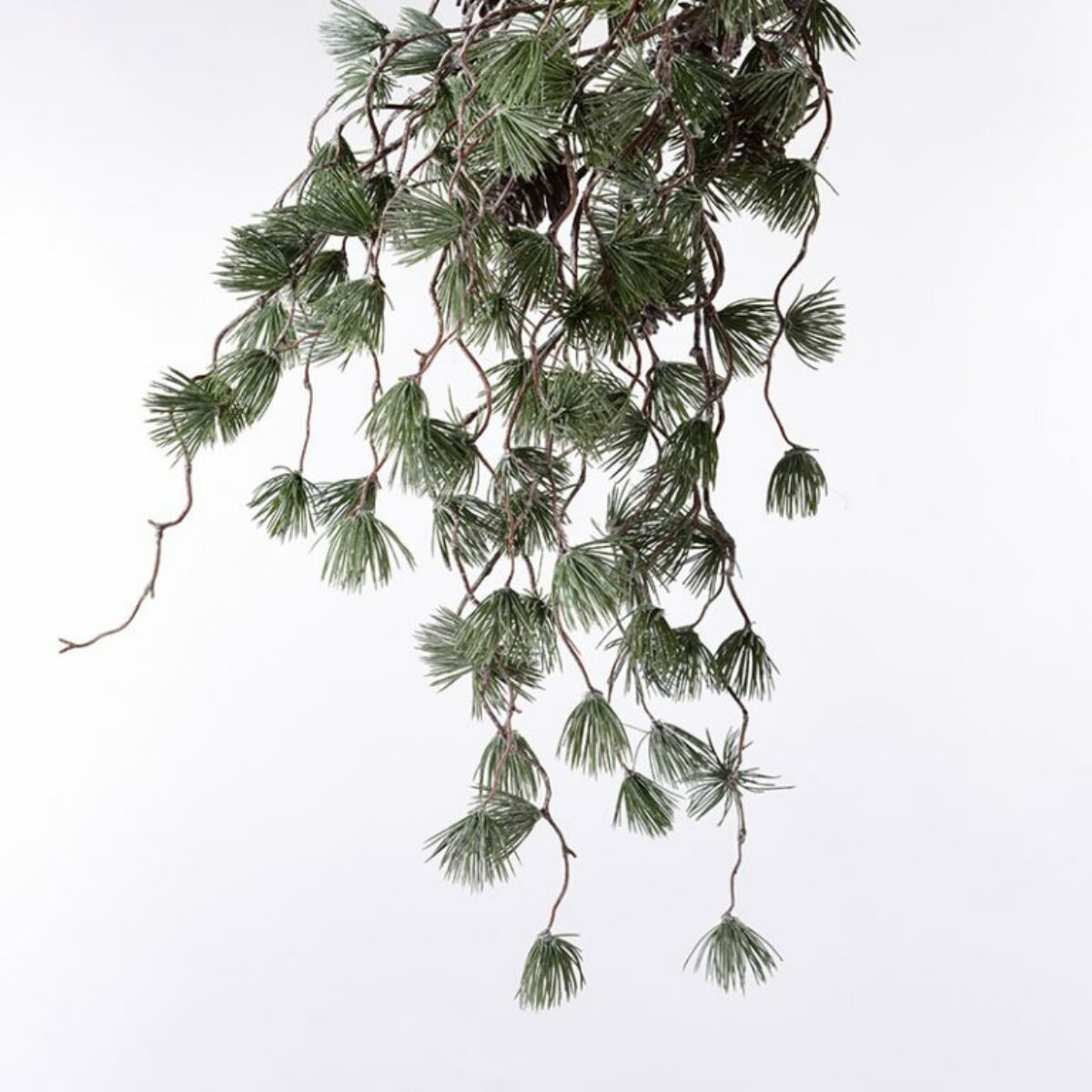 Trailing Mountain Brush Pine 50cm