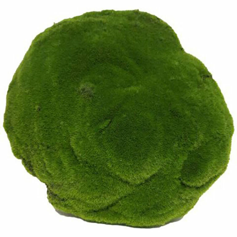 Mossy  Sponge