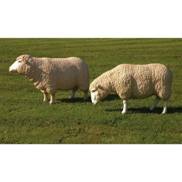 Grazing Merino Sheep