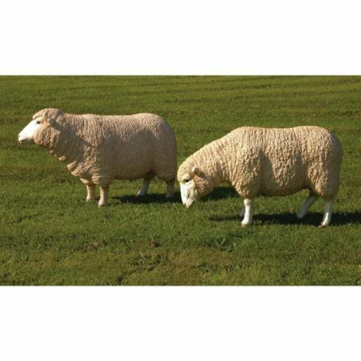 Flock of Merino Sheep