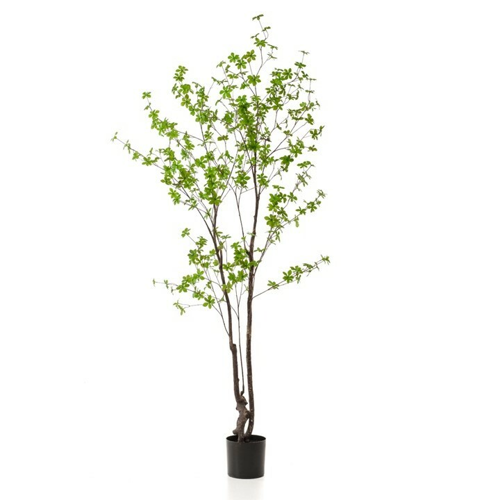 Tropaeolum Tree Green