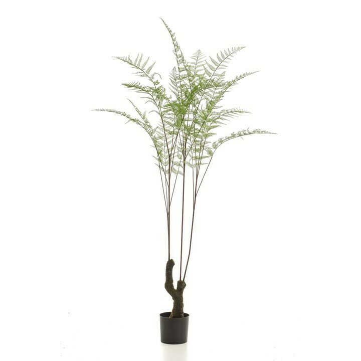 Forest Fern on Trunk