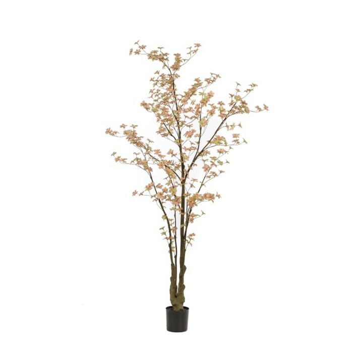 Tropaeolum Tree Peach Green