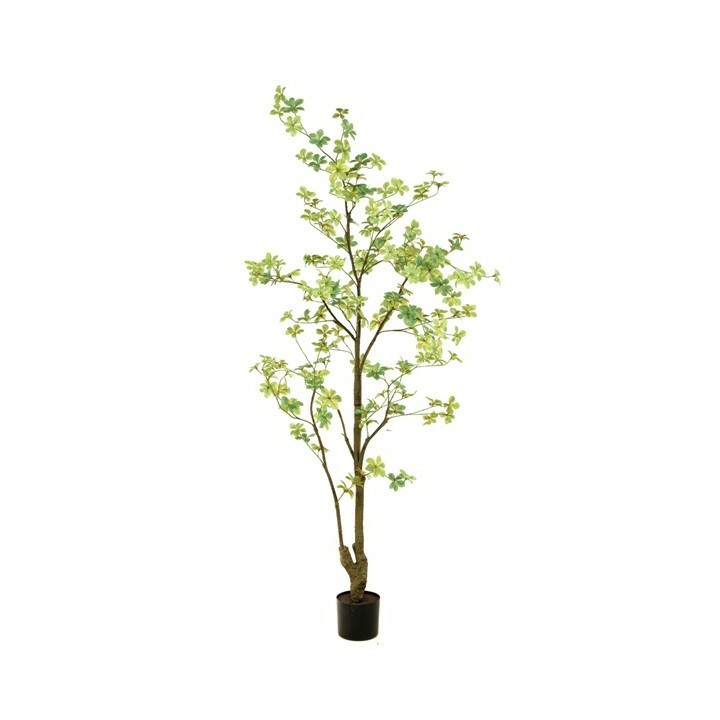 Tropaeolum Tree