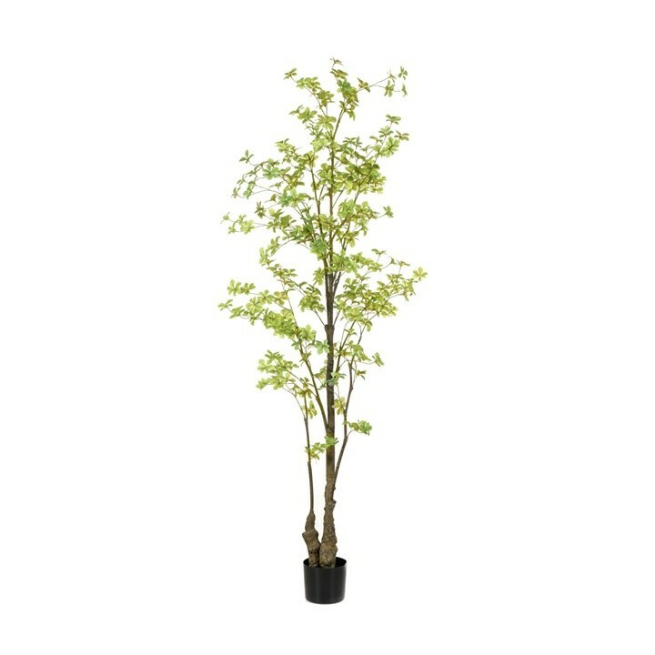 Tropaeolum Tree