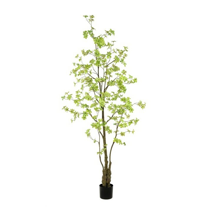 Tropaeolum Tree