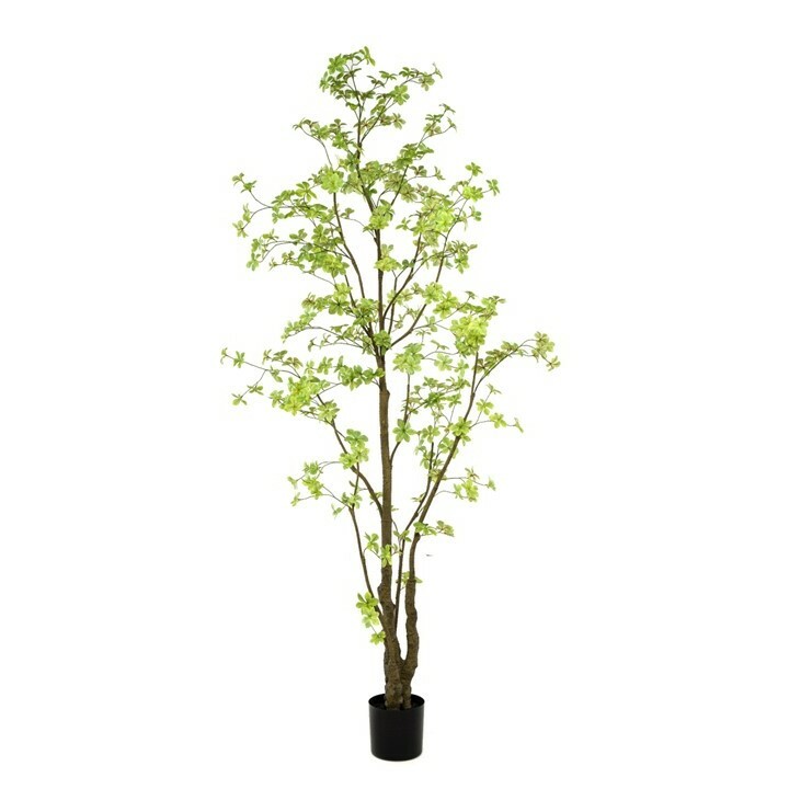 Tropaeolum Tree