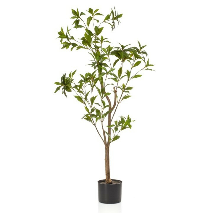 Tea Leaf Tree