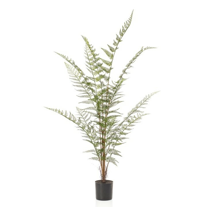 Forest Fern 13 stem