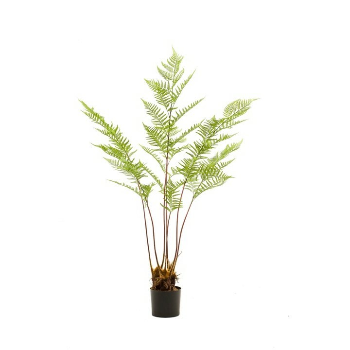 Pteridium Fern 7 stem