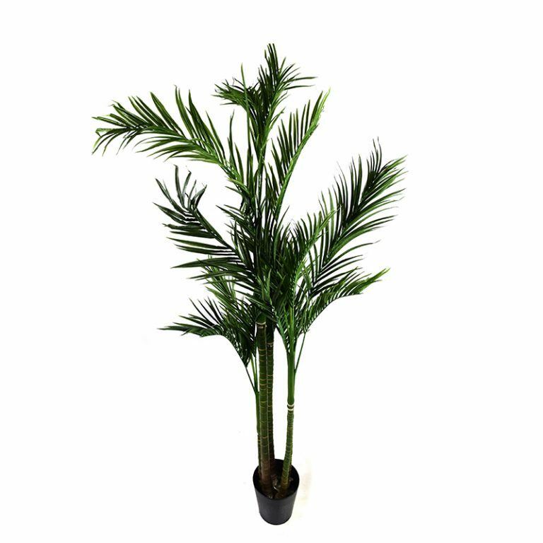 Areca Palm