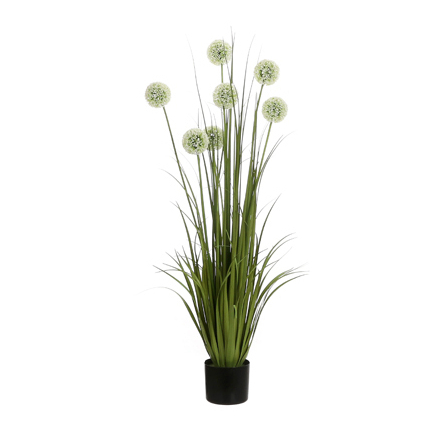 Allium in Pot Available in 3 Sizes