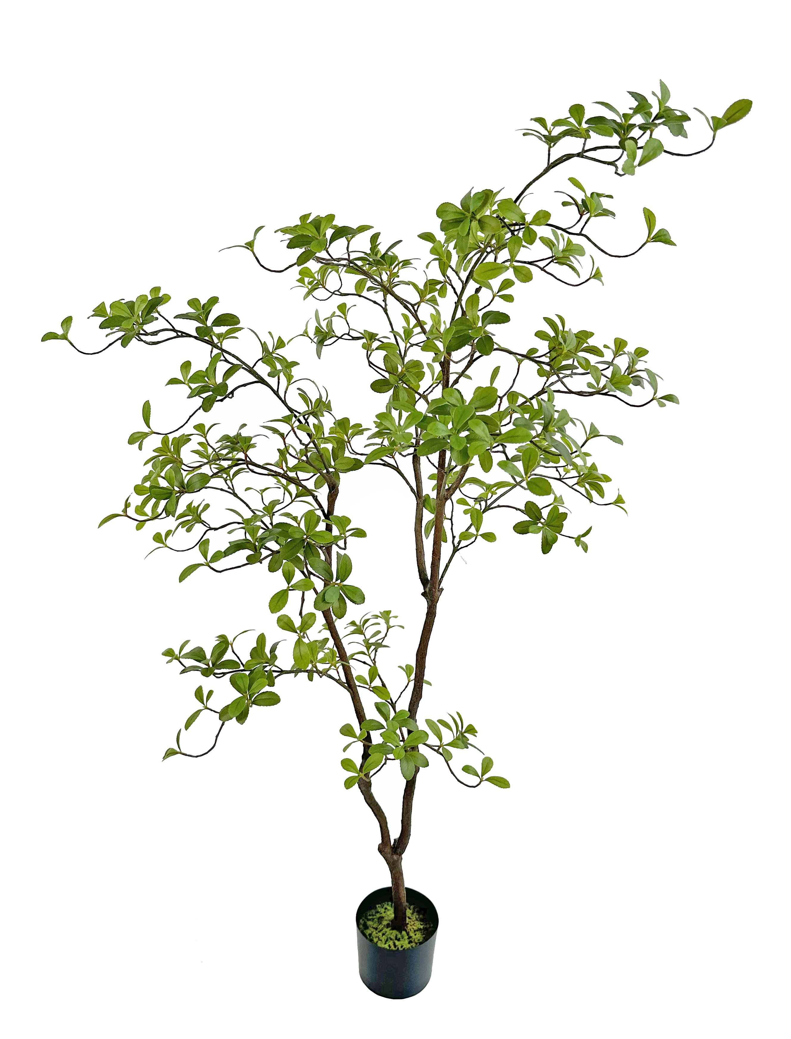 Dodan Potted Tree