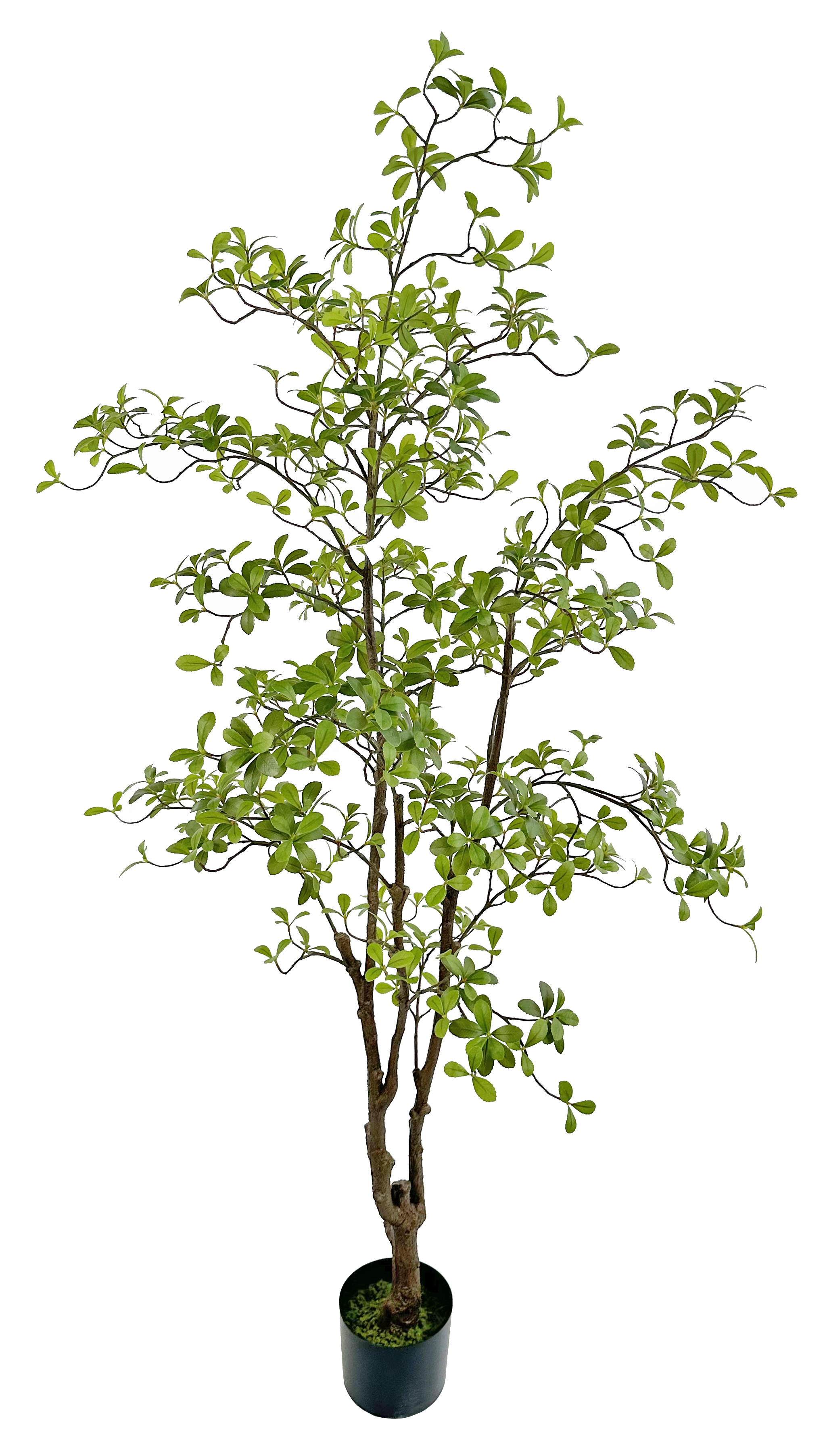 Dodan Potted Tree