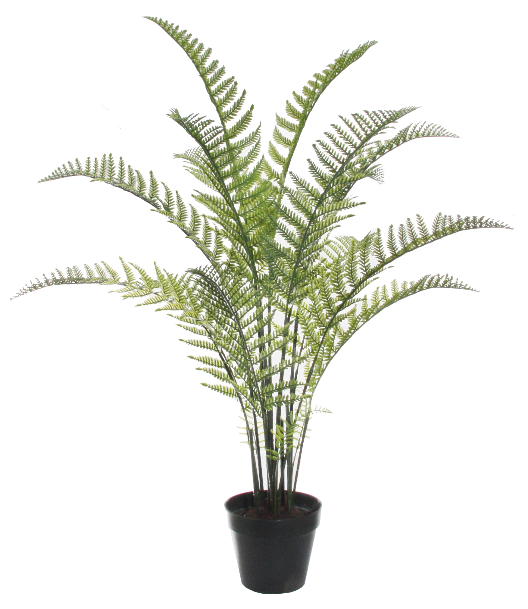 Fern Potted Plant