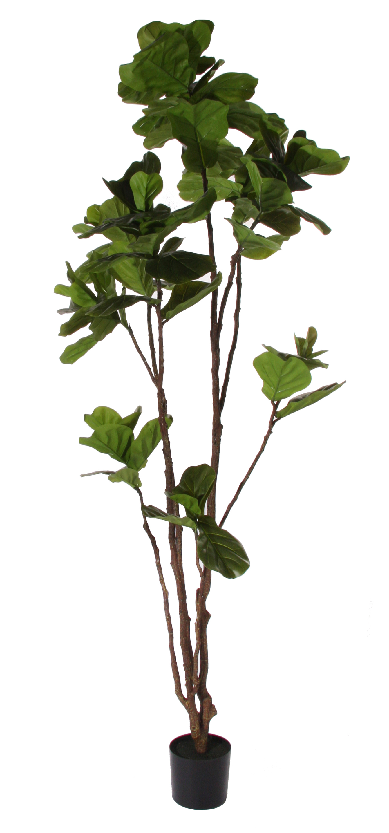 Fiddle Leaf Potted Tree