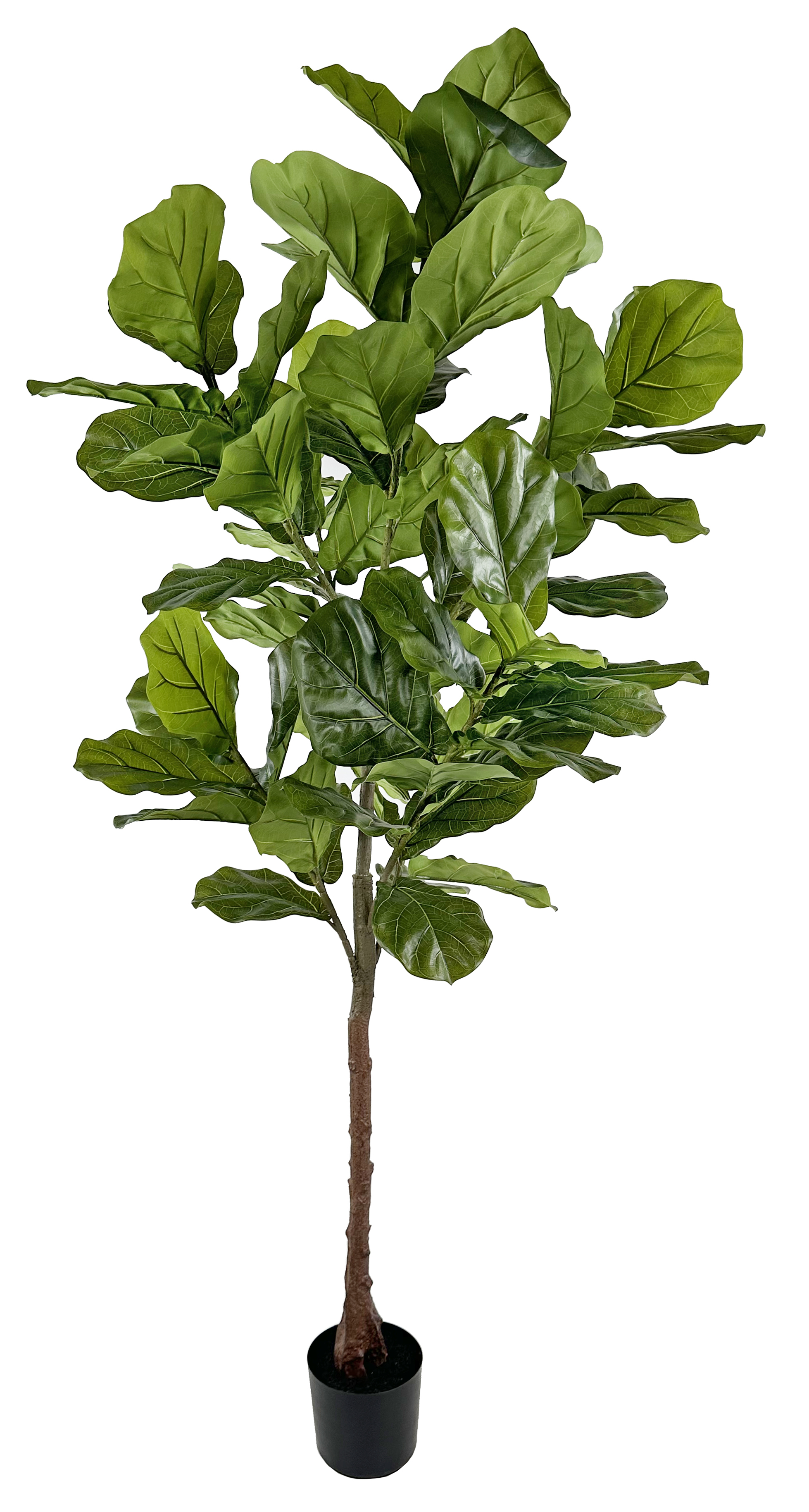 Fiddle Potted Tree