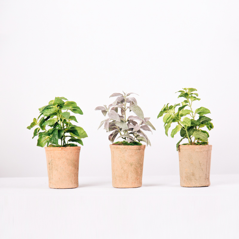 Potted Herb Collection includes Basil, Mint & Sage