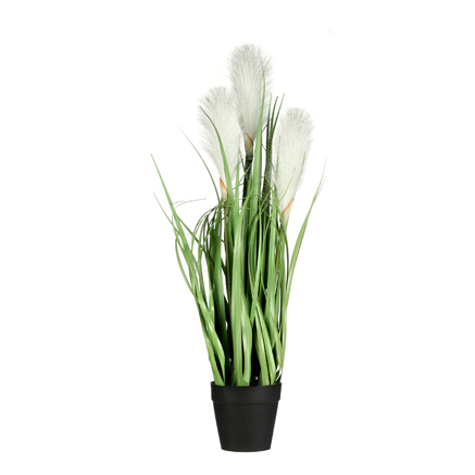 Foxtail in Pot Available in 2 Sizes