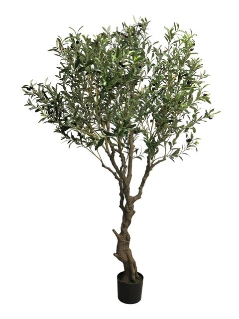 Tall Olive Tree