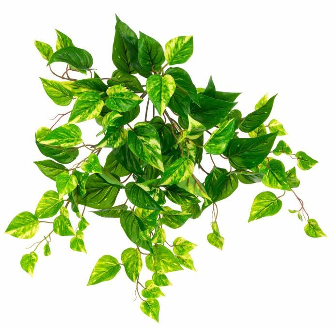 Pothos Bush UV