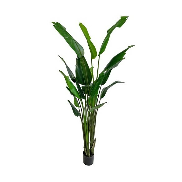 Traveller Palm in Pot