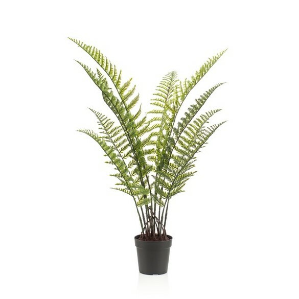 Woodwardia Fern in Pot